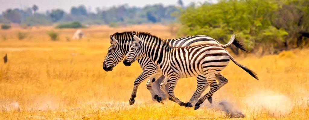safari